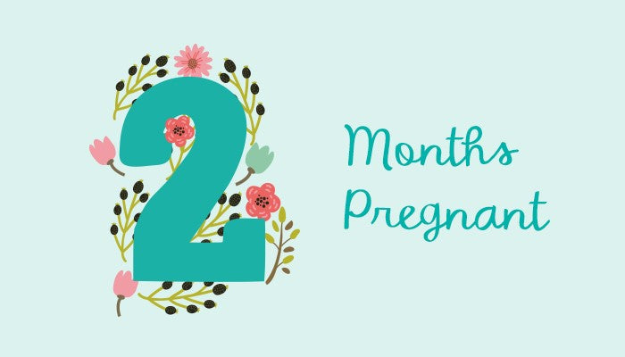 2 Months Pregnant: Symptoms and Fetal Development